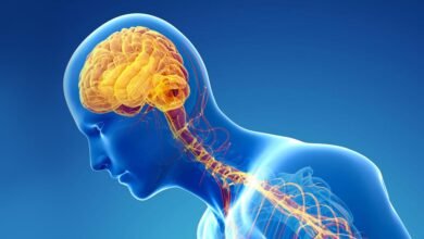 صورة الجهاز العصبي.. كيف يعمل “المايسترو” داخل أجسامنا؟