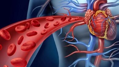 صورة قلب الإنسان.. آلة ضخ الدم في الجسم