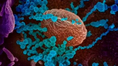 صورة أصل الفيروس: الحقائق الخفية وراء الميكروب الذي قتل ملايين الأشخاص