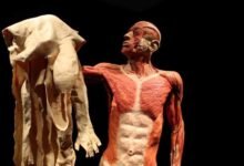 صورة من “الرموش” إلى “المريء”.. تعرف على حقيقة قيام أجسام البشر باستبدال نفسها كل 7 سنوات!