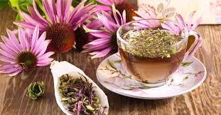 دراسة سويسرية: "شاي القنفذية" يقتل فيروس كورونا