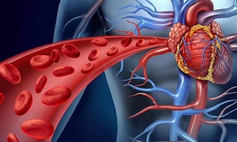 قلب الإنسان.. آلة ضخ الدم في الجسم