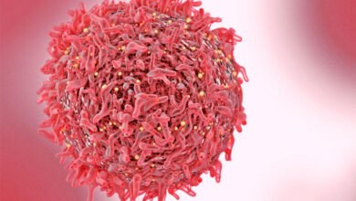 صورة استخدامَ مُركب طبيعي لتثبط الورمَ الأروميَّ النخاعيَّ ويُمكن دمجه معَ العلاجِ الكيميائيِّ لقتل الخلايا السرطانية