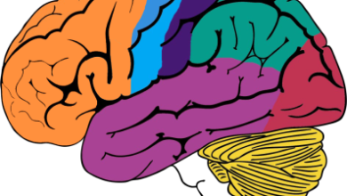 صورة (الدماغ): مقر الذكاء، ومترجم الحواس، والمتحكم في السلوك.. تعرف على خريطة دماغك