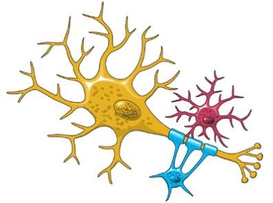 أساسيات الدماغ: حياة وموت الخلايا العصبية
