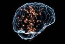 صورة “المخ” و”القلب”.. تناغم وتناسق وتكامل
