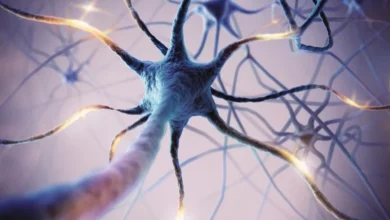 صورة الكشف عن التفاعل المعقد بين جذع الدماغ والعقد القاعدية المتحكمة في الحركة